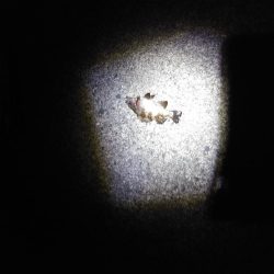 メバリングと胴付き