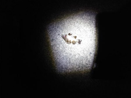 メバリングと胴付き