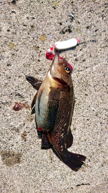エゾメバル入れ食い