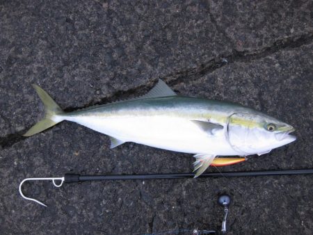 メジロが釣れました