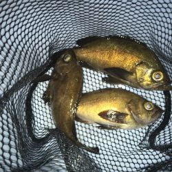 凄いパワーで楽しい♪