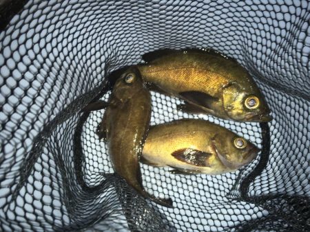 凄いパワーで楽しい♪