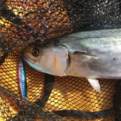 １匹釣るのがやっと