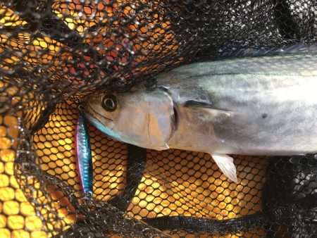 １匹釣るのがやっと