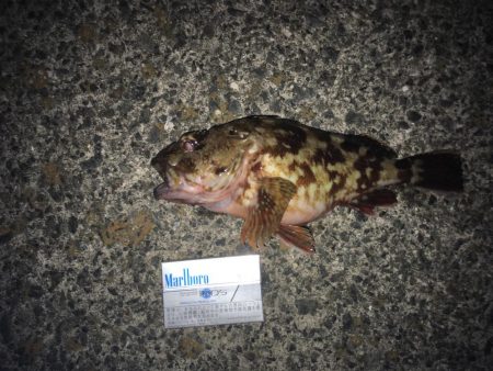 カサゴ時々メバル