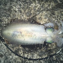 ウキ釣り時々エギング