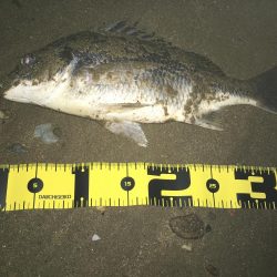 2019 キビレ調査NO、3