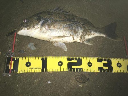 2019 キビレ調査NO、3