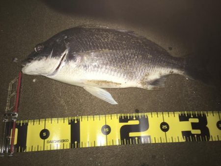 ２０１９ キビレ調査NO、４