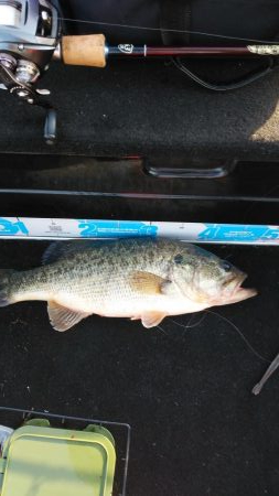 GW後半シャロー爆釣