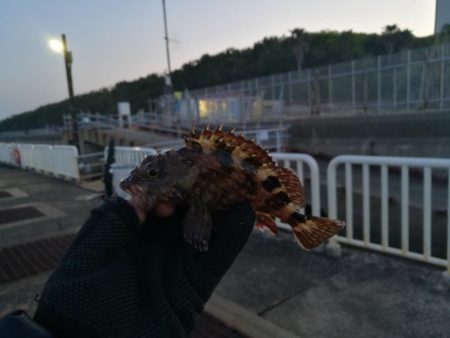 魚釣り園護岸 釣行 (GW8日目 根魚の釣果有り)