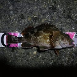 南港かもめヘチ釣り (GW9日目~ ガシラ24cm超え!の釣果有り)