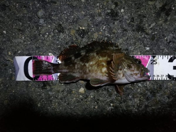 南港かもめヘチ釣り （GW9日目～ ガシラ…