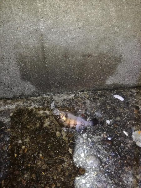 イワシ、アジのちメバル