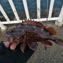 魚釣り園護岸 釣行 (GW10日目 根魚の釣果有り)