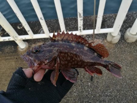 魚釣り園護岸 釣行 （GW10日目 根魚の…