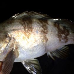 メバリングなのにサバゲー!!