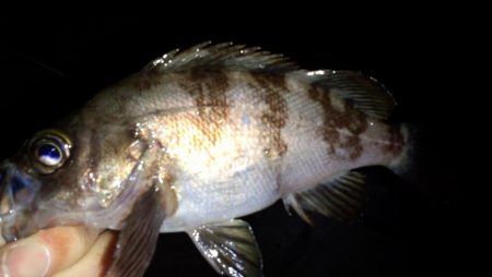 メバリングなのにサバゲー!!