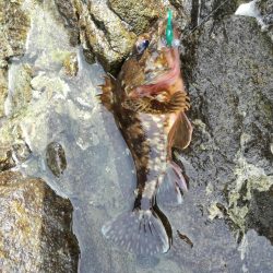 ガラカブ数釣り