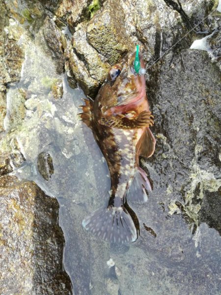 ガラカブ数釣り