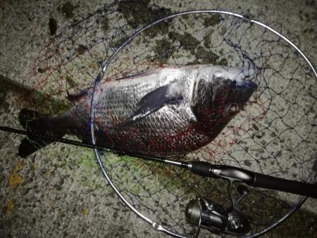 年無しサイトフィッシング