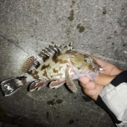 虫ジグメバリング