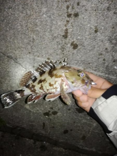 虫ジグメバリング