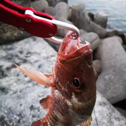 ２週間ぶりの釣果