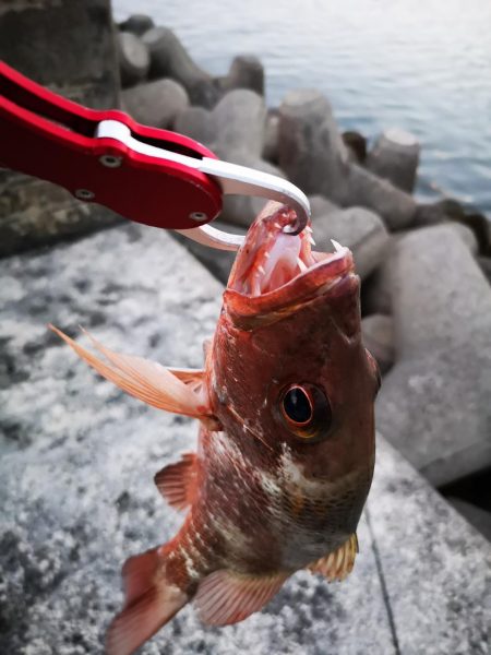 ２週間ぶりの釣果