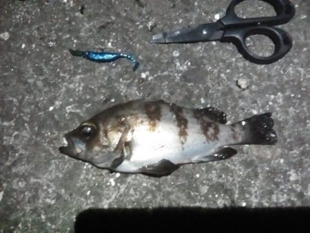 のんびりメバリング&初投稿