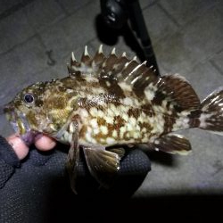 コスモ公園釣行 （楽しい根魚釣り！　ガシラ釣果有り～）