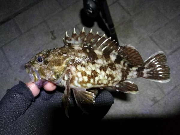 コスモ公園釣行 （楽しい根魚釣り！　ガシラ釣果有り～）