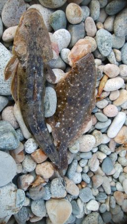 ヒラメ1枚、マゴチ1匹！！