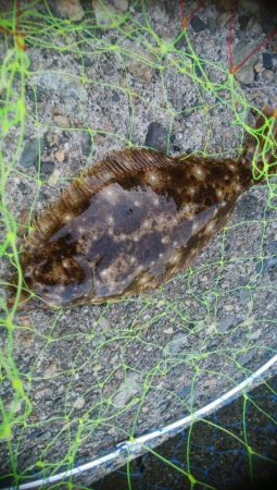 ソゲ1枚のみ・・・