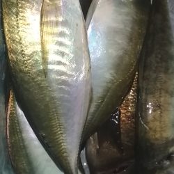 良型アジメバル爆釣