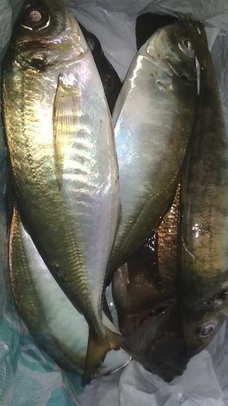 良型アジメバル爆釣