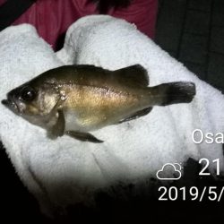 良型メバルゲット♪