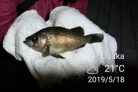 良型メバルゲット♪