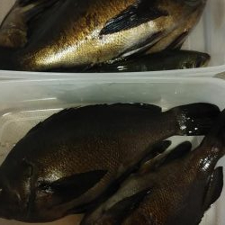 メバルとアジとシーバス