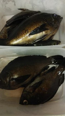 メバルとアジとシーバス