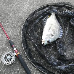 南港カモメ大橋 釣行 （朝マズメ、良型キビレチヌ、ガシラ根魚の釣果）