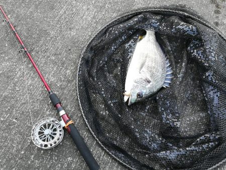 南港カモメ大橋 釣行 （朝マズメ、良型キビレチヌ、ガシラ根魚の釣果）