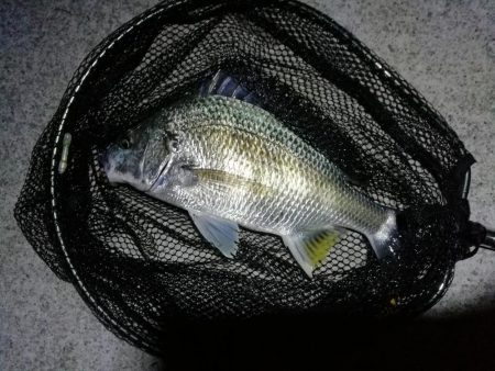 コスモ公園釣行 （夜釣行日和！キビレチヌ3…