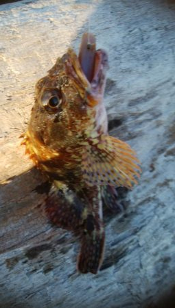 21センチカサゴ　1匹