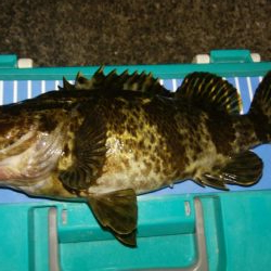 根魚ありがとう！