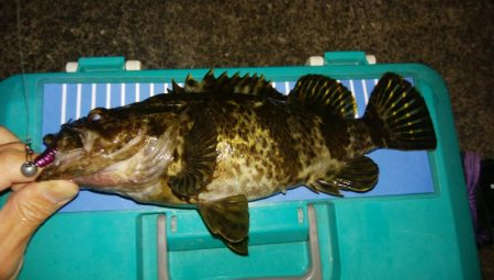 根魚ありがとう！