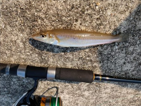 良型キスがポツポツと