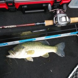 ヒシモパターン