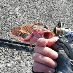 ライトショアジギング