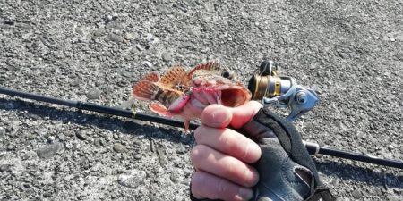 ライトショアジギング